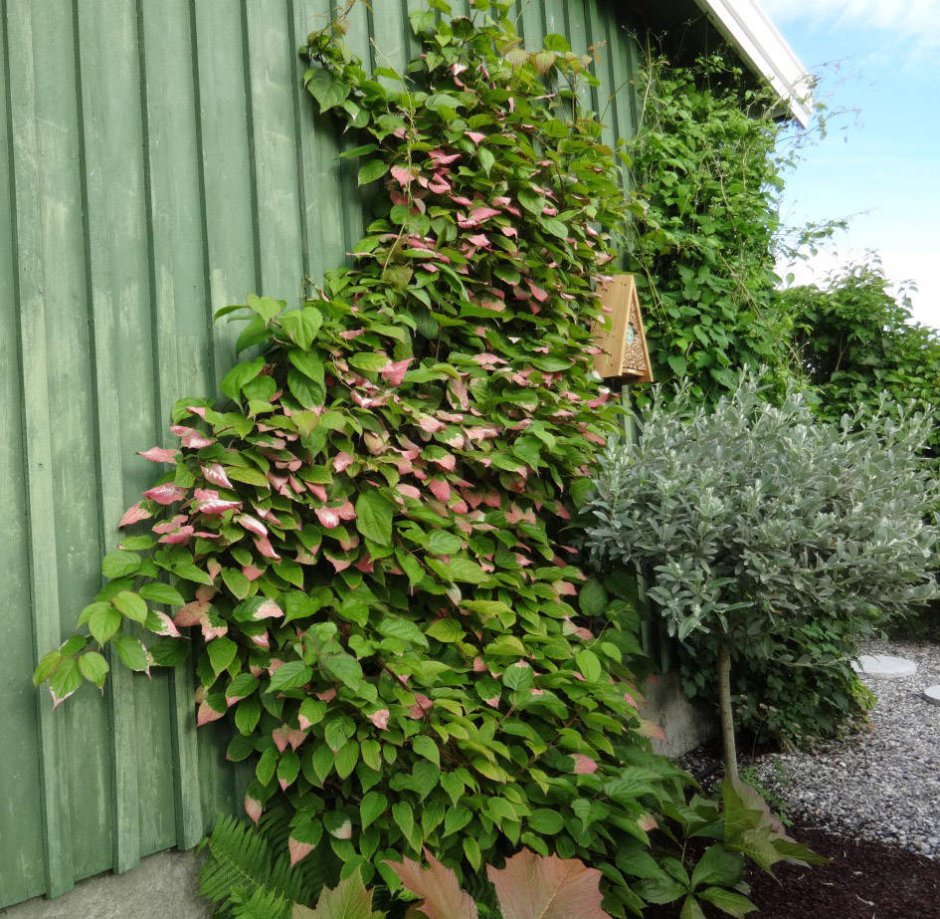 Актинидия коломикта