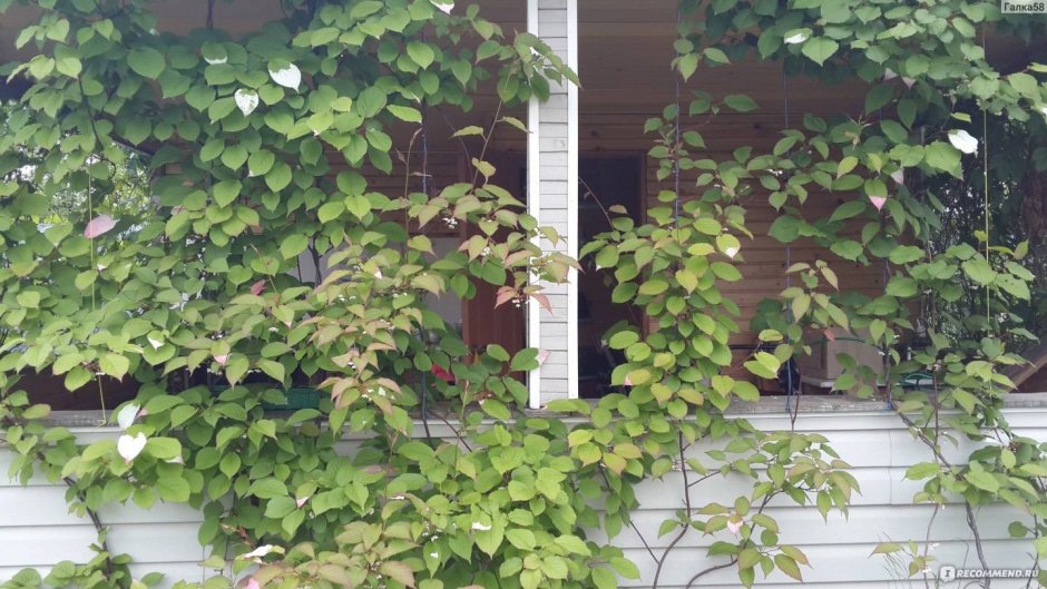 Сад на даче