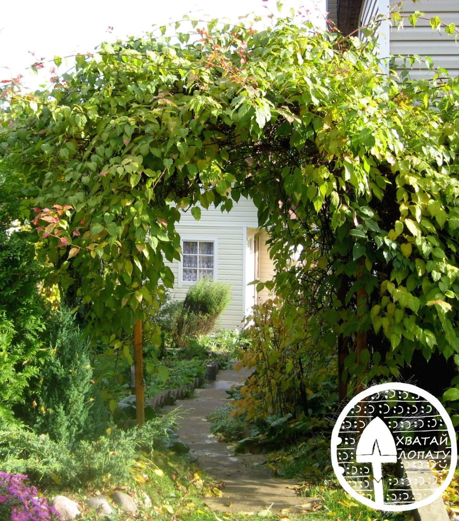 Палисадники в Англии