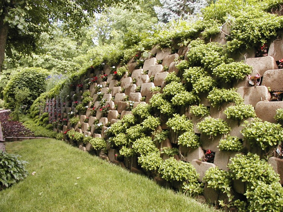 Шпалера для актинидии коломикта