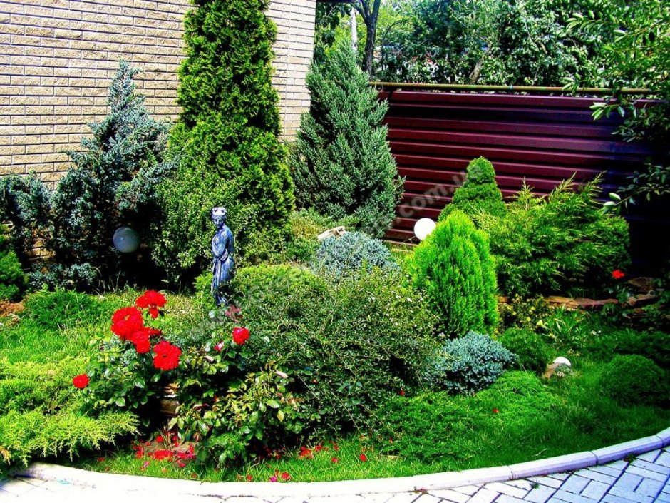 Хвойные туя Смарагд