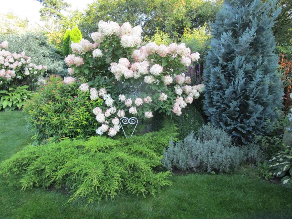 Туя Смарагд и Даника в ландшафте