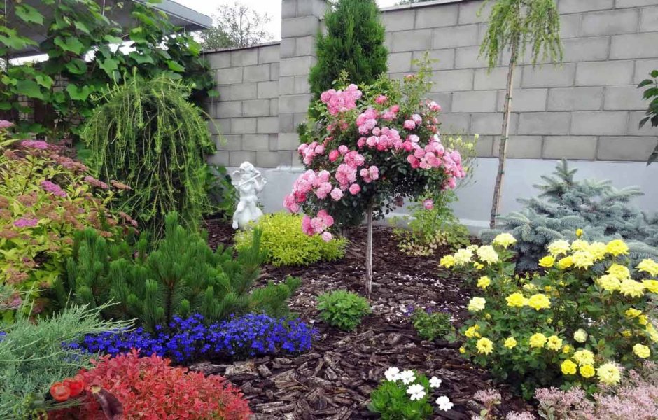 Туя Даника вдоль дорожки