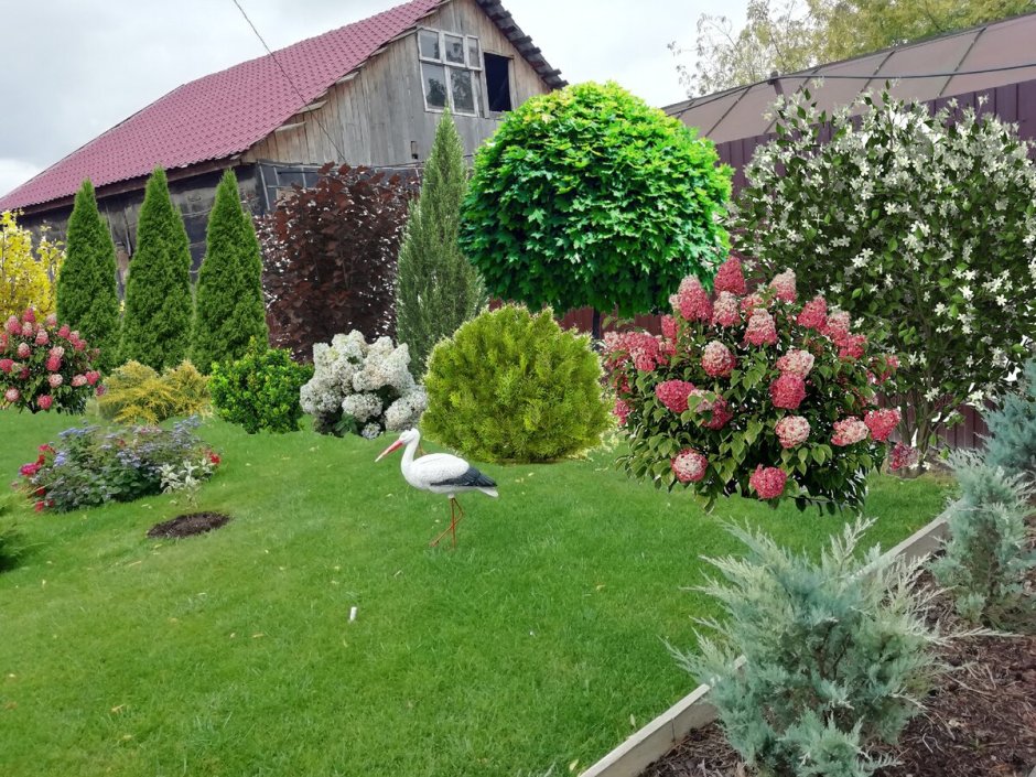 Композиции с можжевельником Блю Эрроу