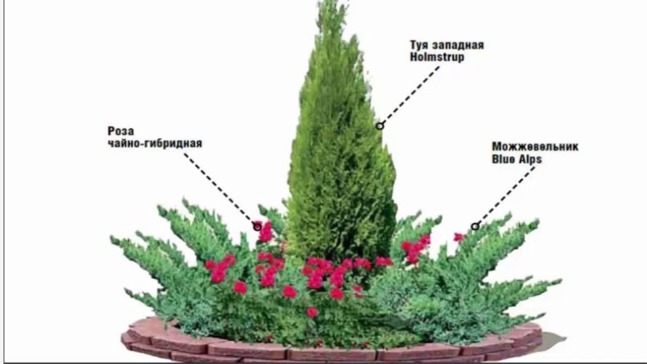 Живая изгородь из туи Даника