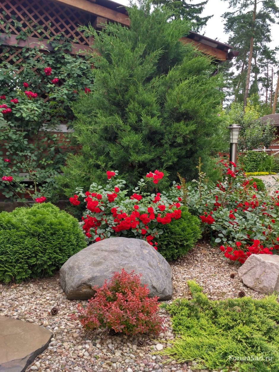 Миксбордер с барбарисом