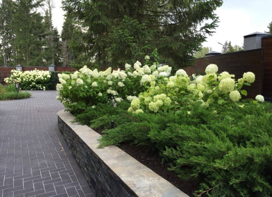 Туя Барбарис спирея