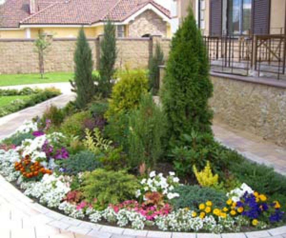 Туя Даника на клумбе