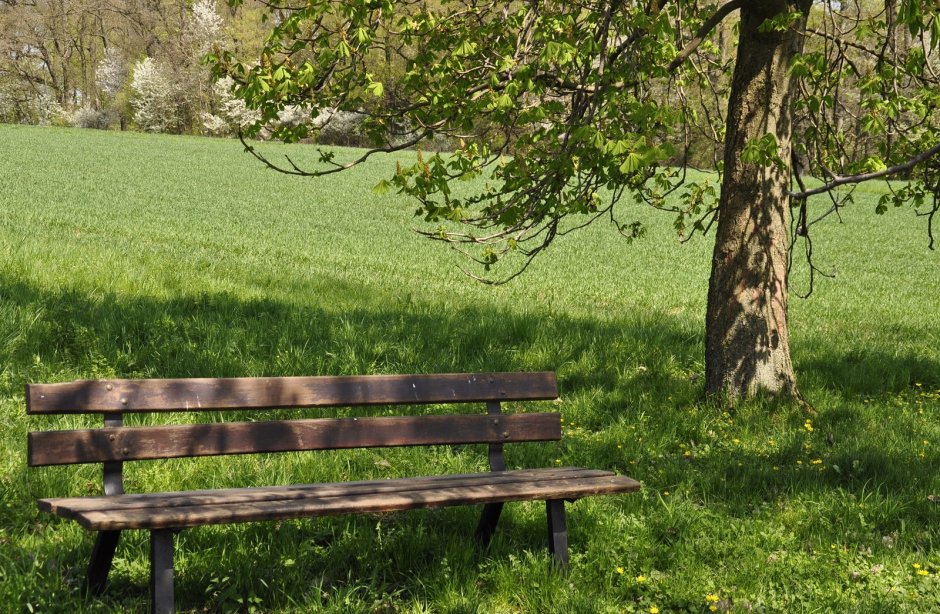 Скамья под деревом в саду