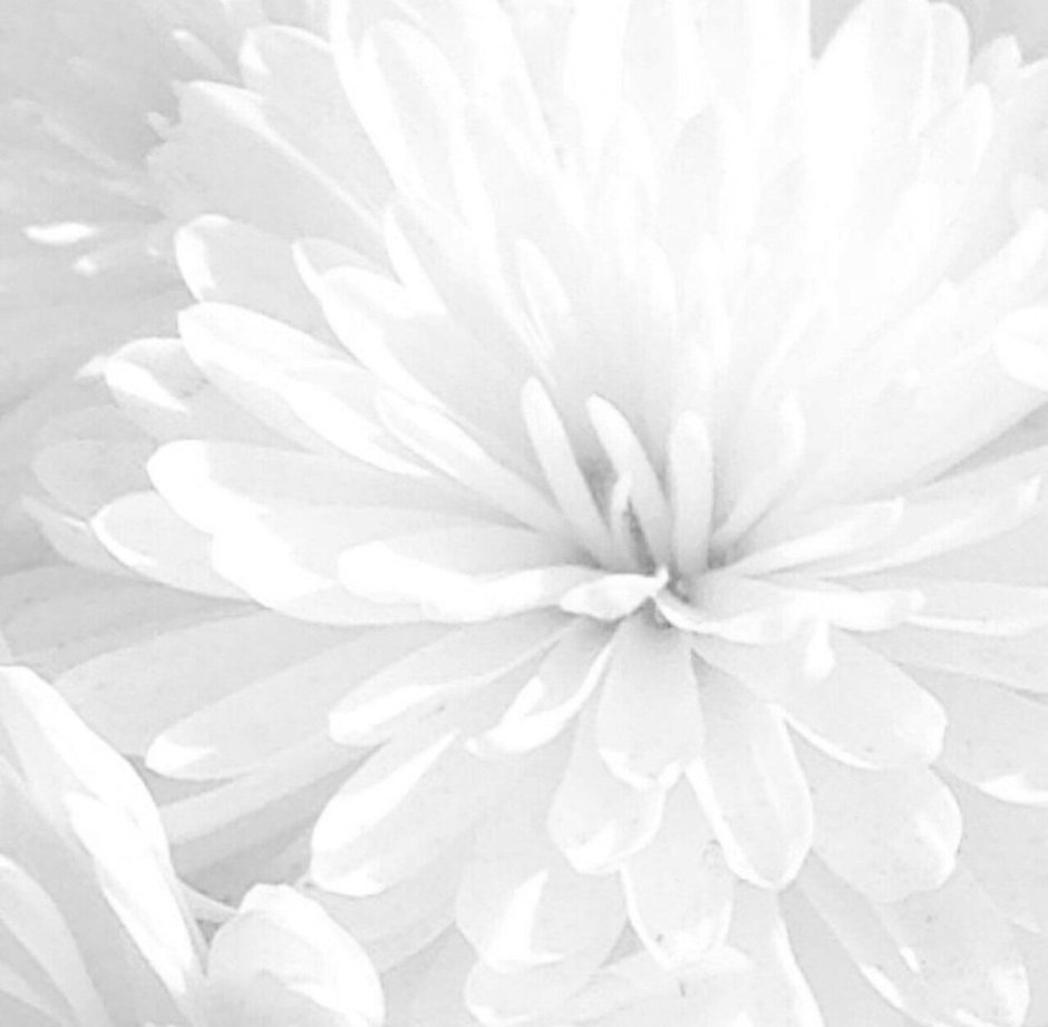 Белые цветы однотонные