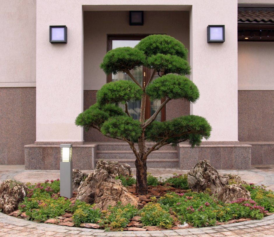 Сосна ниваки рокарий