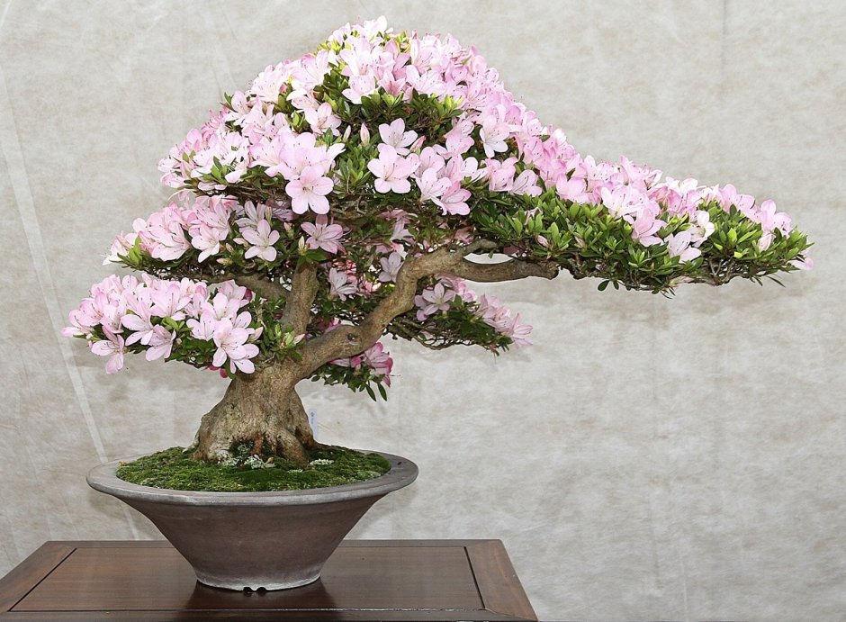 Сосна Мугус ниваки