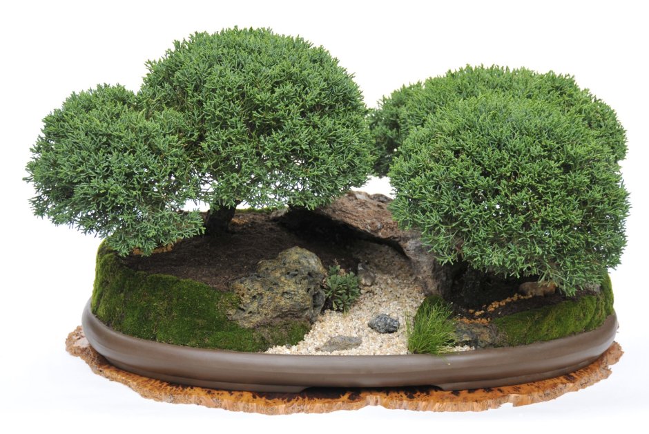 Рододендрон дерево бонсай