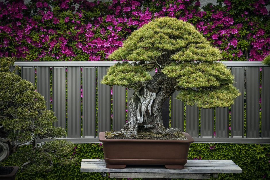 Подсветка бонсая в саду