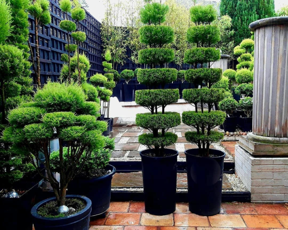 Сады бонсай в Японии