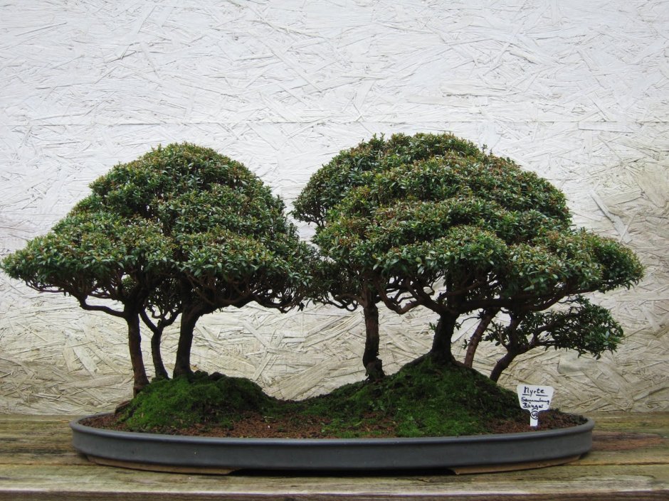 Тёрн бансай