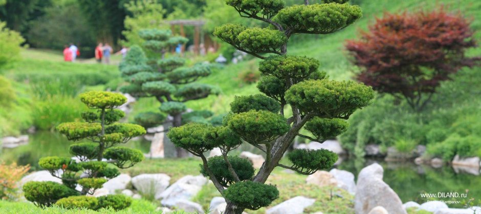 Миниатюрный бонсай