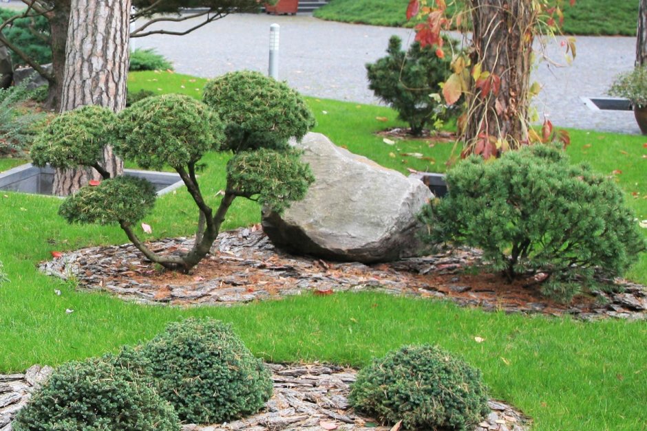 Сосна бонсай в клумбе