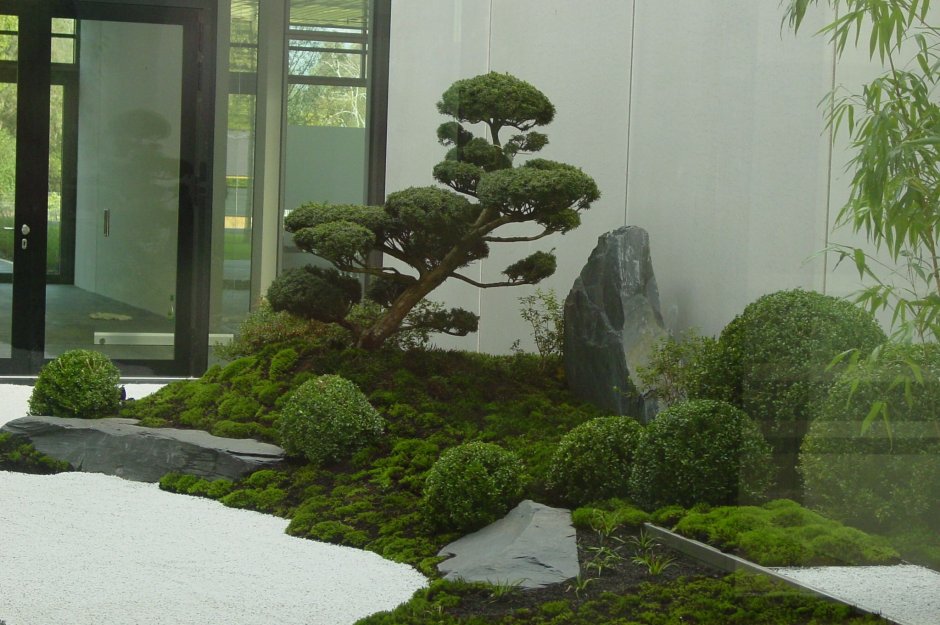 Ниваки из туи Даника