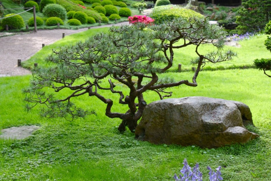 Ниваки в ландшафте