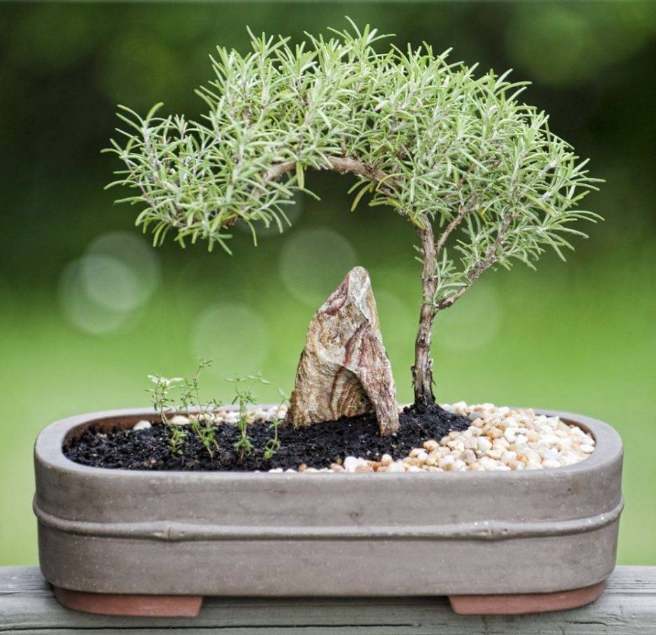 Ниваки японский ландшафт