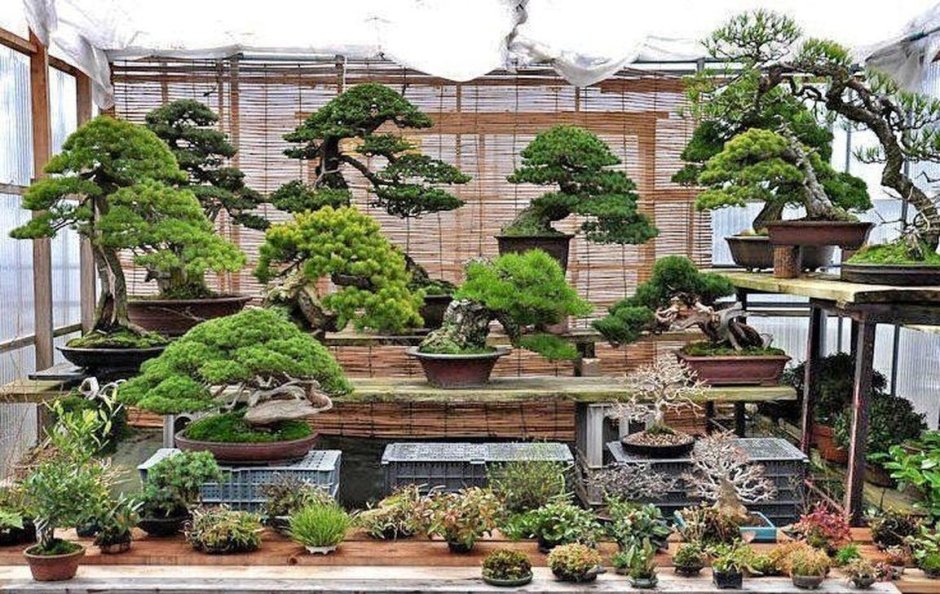 Деревья бонсай Омия