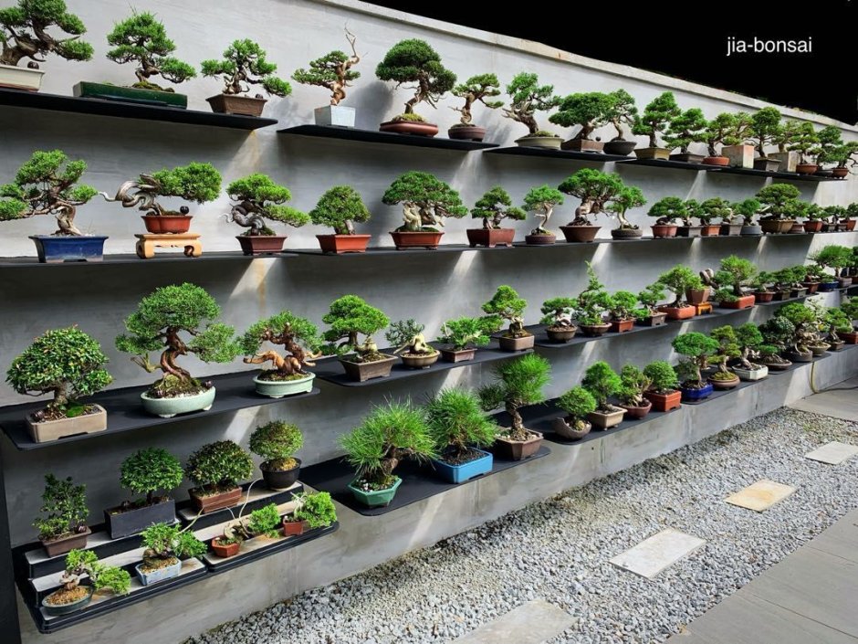 Сад с бонсаем Япония