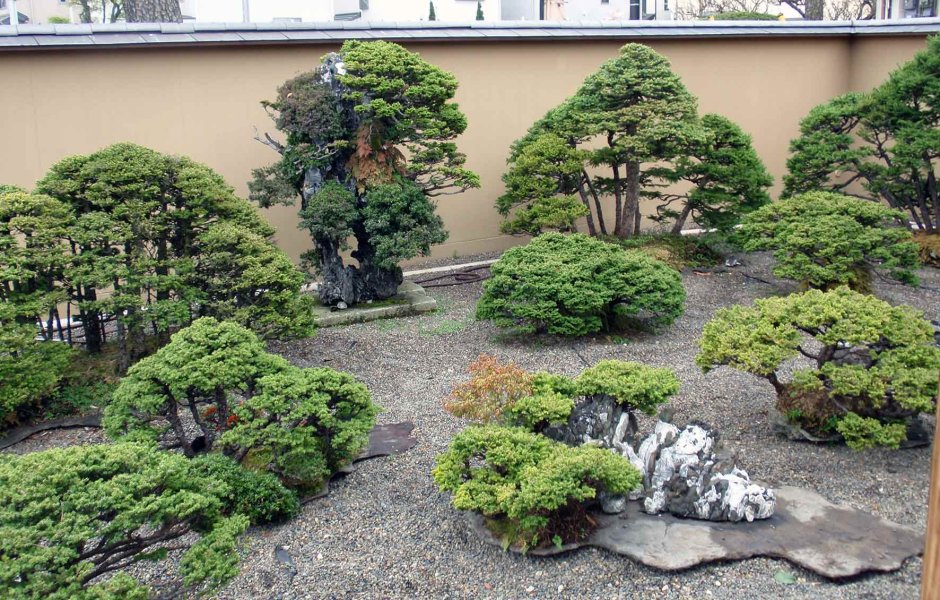 Бонсай ниваки