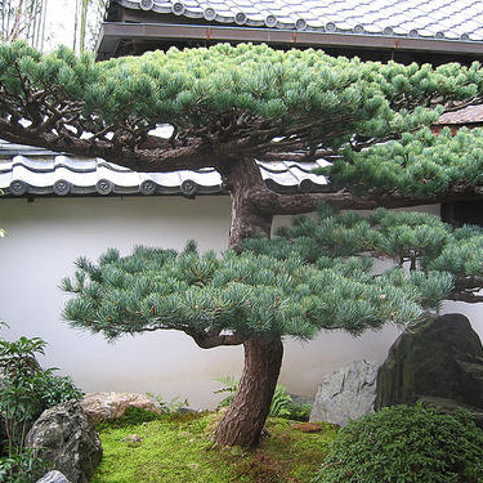 Бонсай в ландшафте