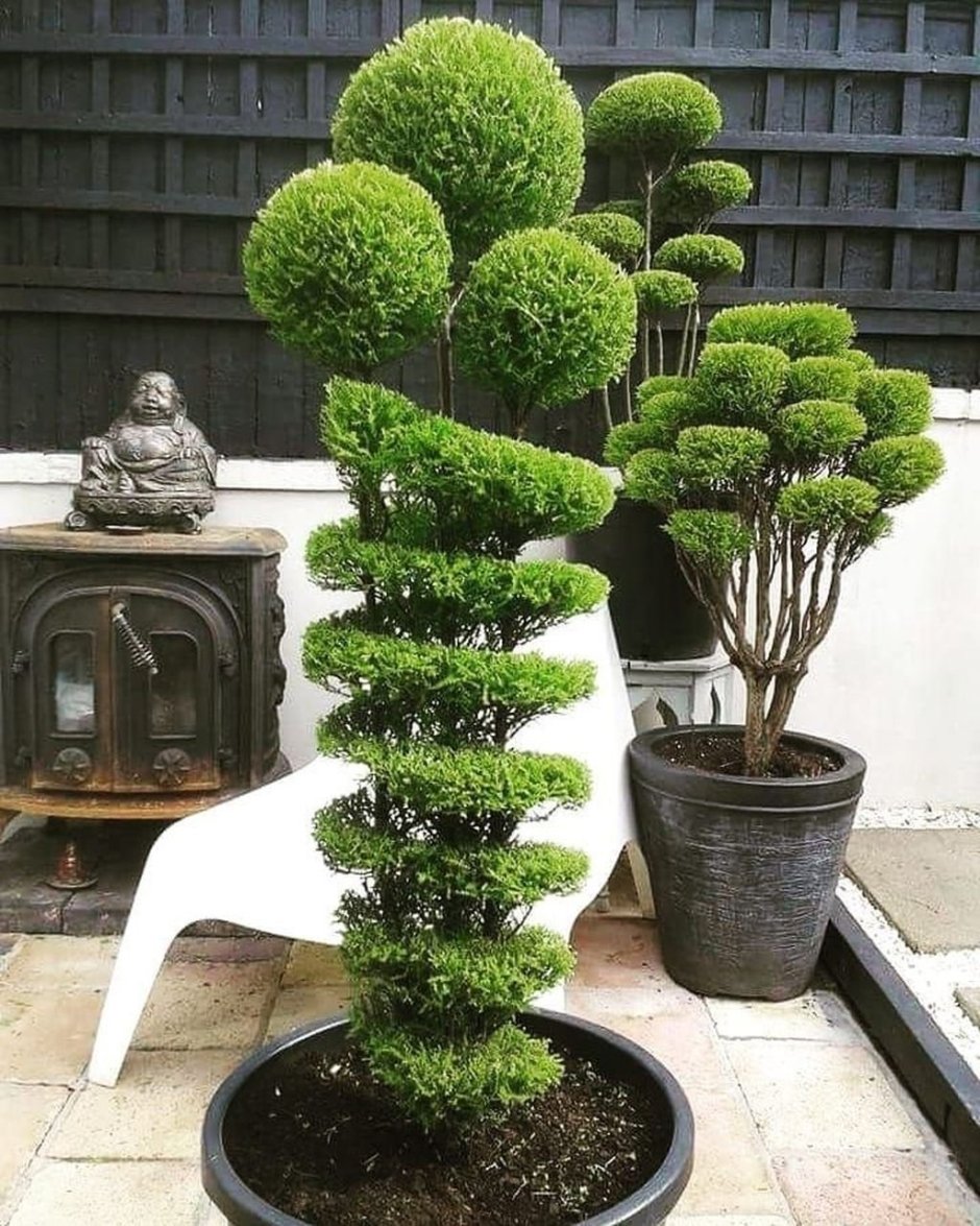 Сосна Горная бонсай ниваки