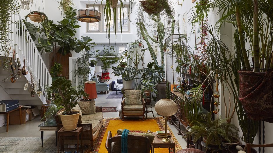 Джунгли в квартире