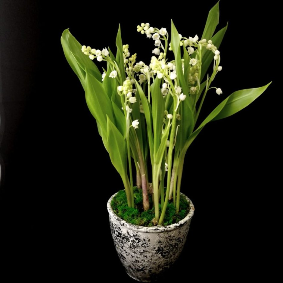 Ландыши в кружевах