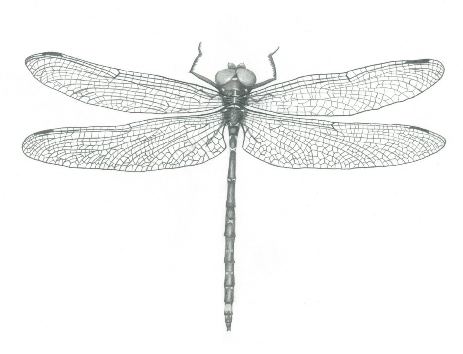 Ключ Стрекоза из Гарри Поттера