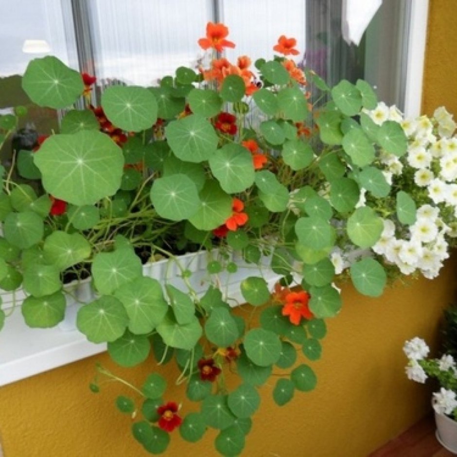 Настурция в кашпо на балконе