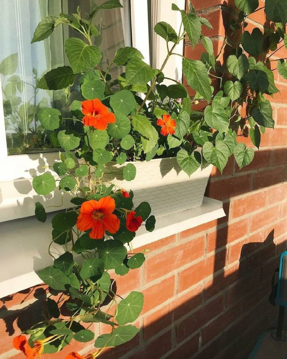Настурция в горшке на балконе