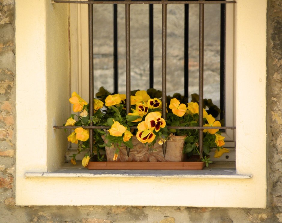 Ампельная герань на балконе