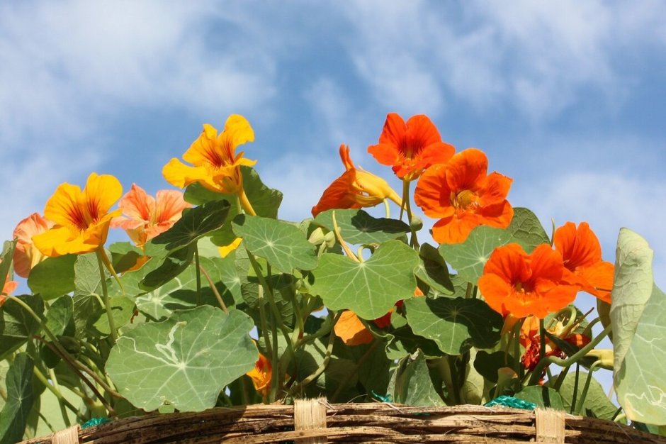 Настурция вьющаяся смесь