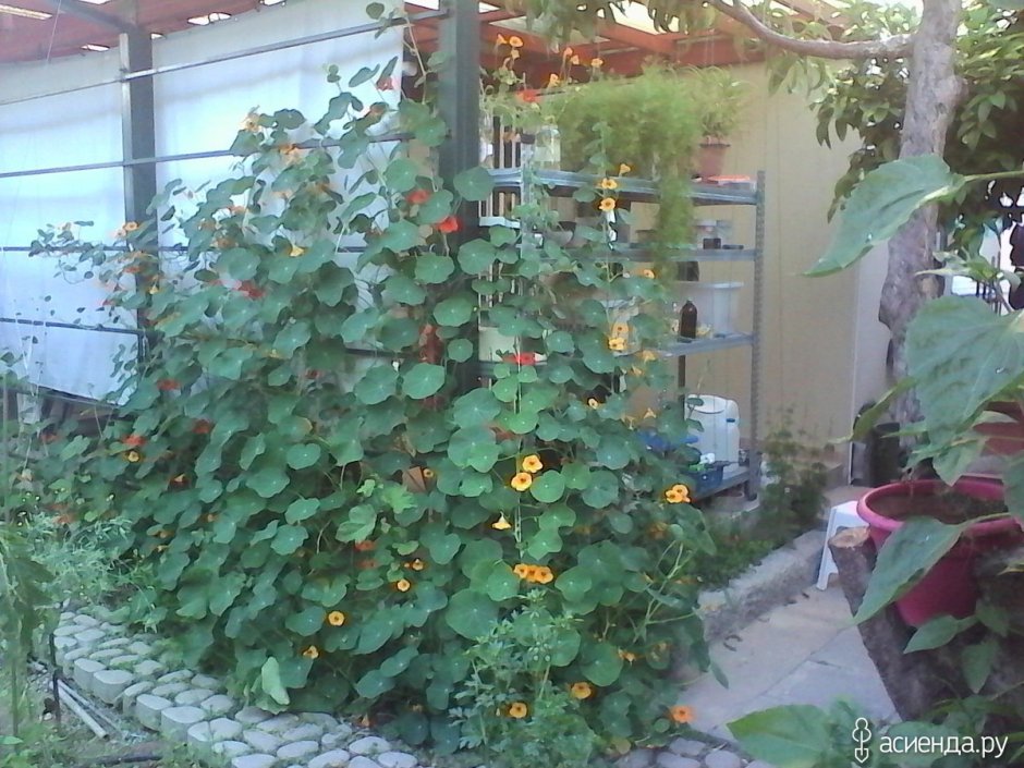 Опора для ипомеи на балконе