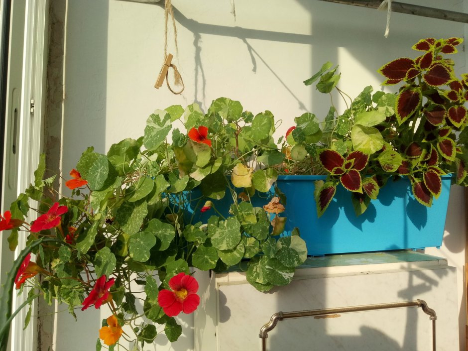Настурция в балконных ящиках