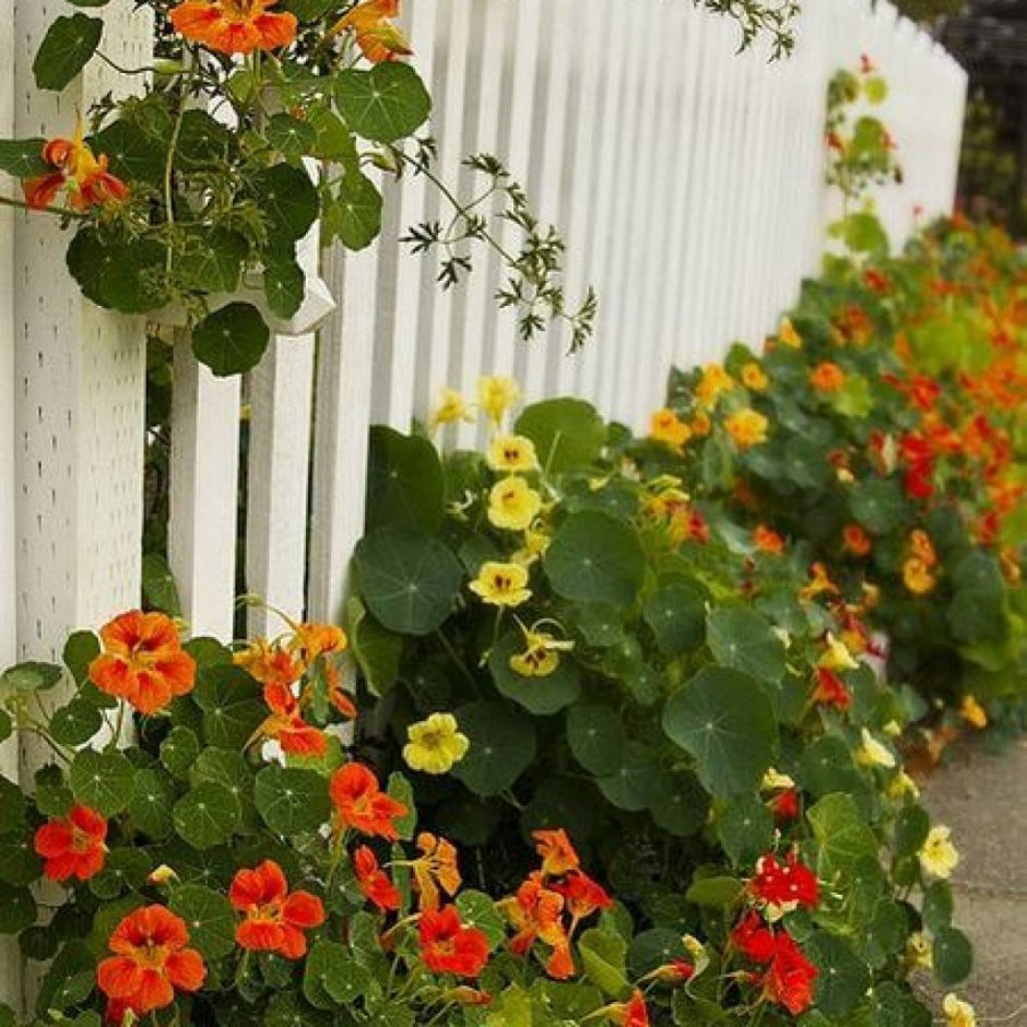 Вьюн декоративная фасоль