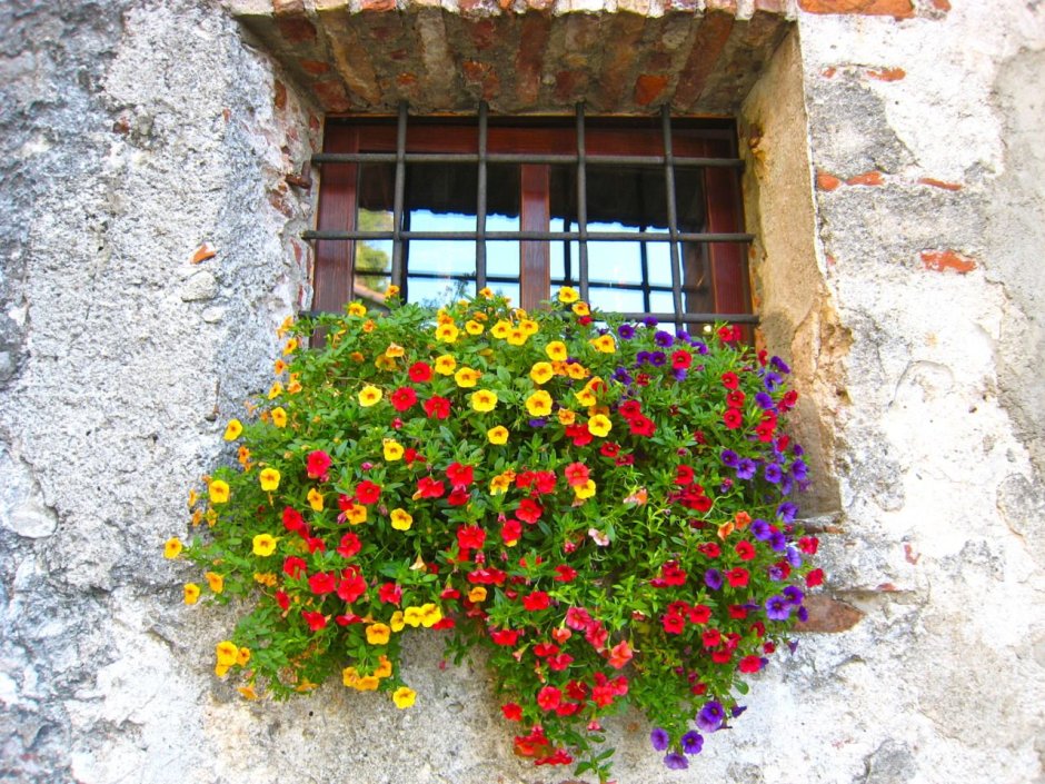 Настурция на балконе