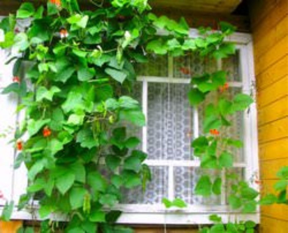 Вьюн тунбергия