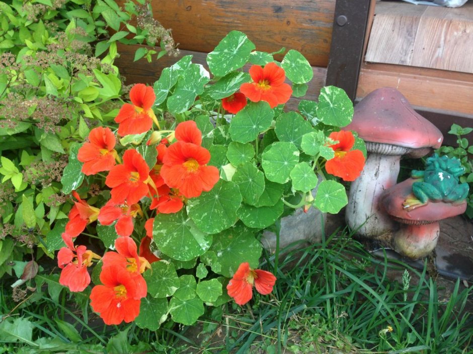 Настурция Верд Берт