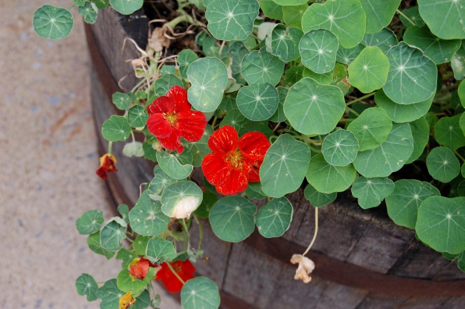 Настурция ампельная