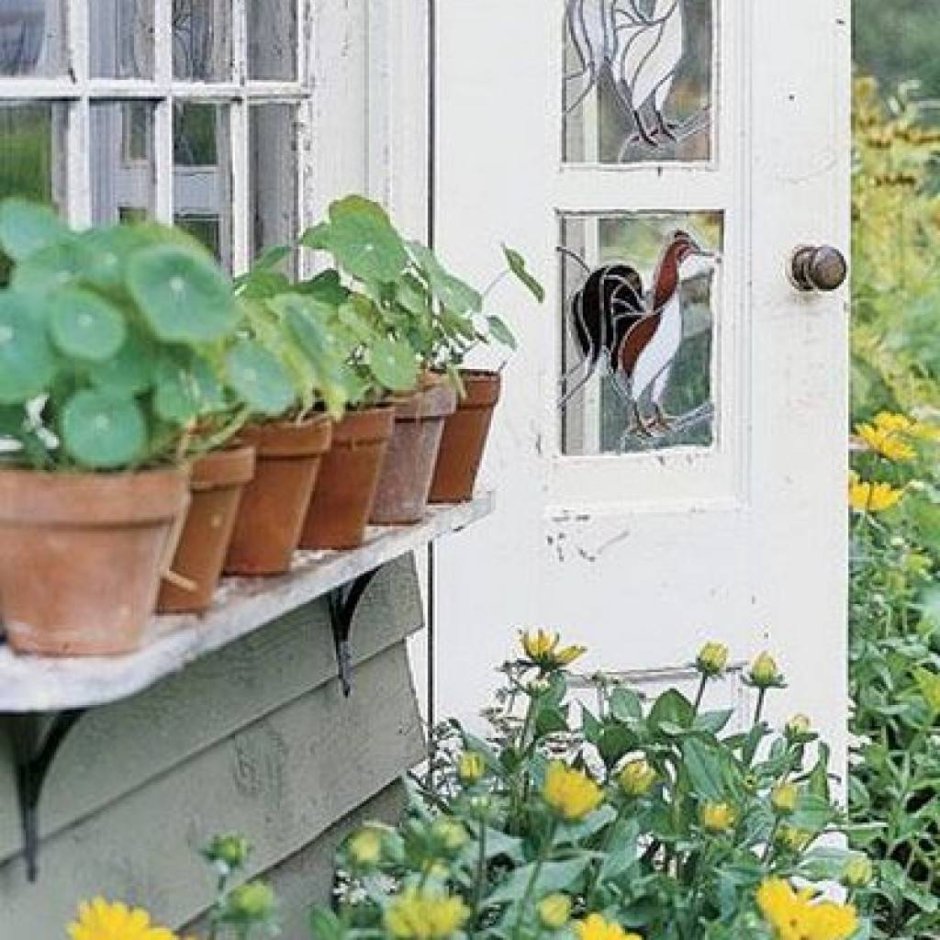 Настурция Лиана