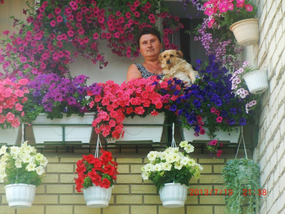 Настурция вьющаяся