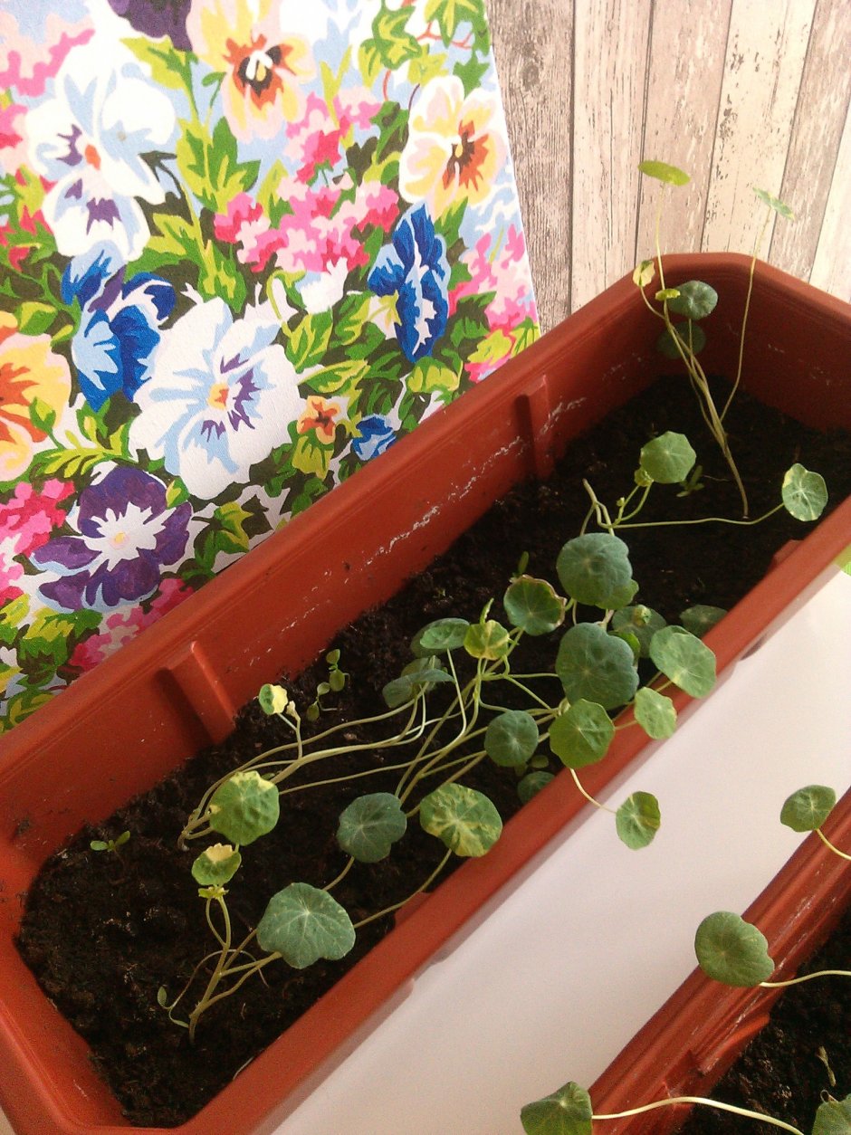 Настурция на шпалере