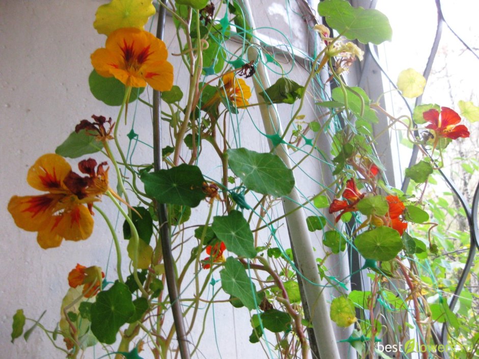Настурция комнатное растение