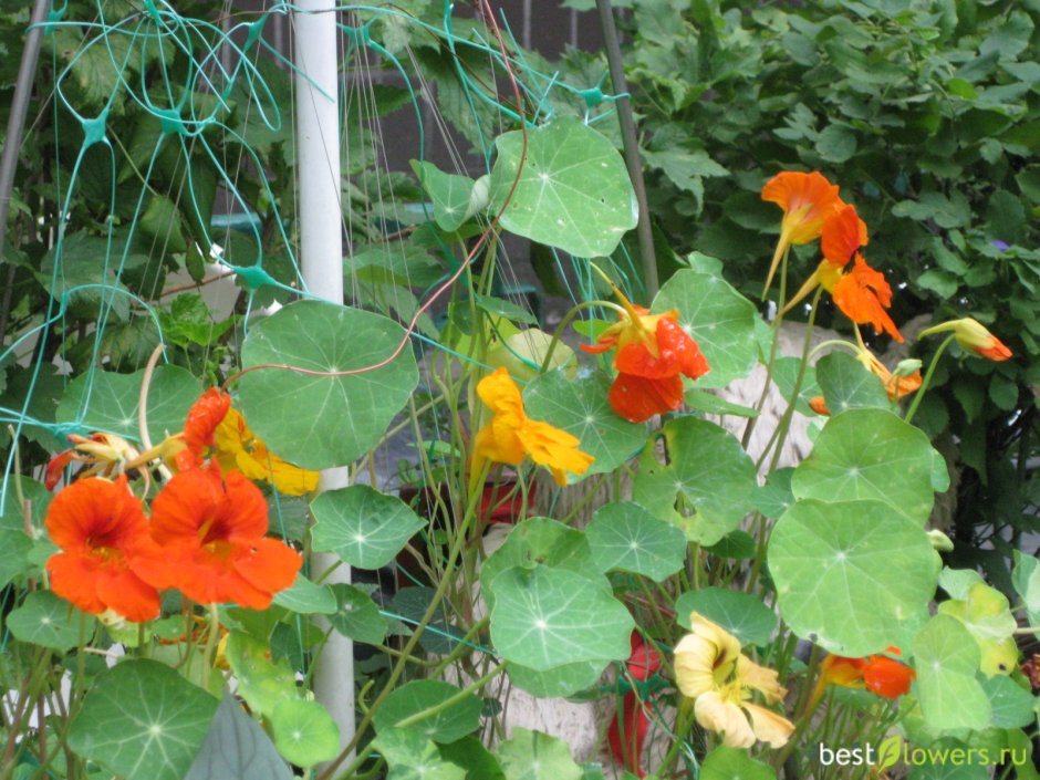 Настурция горшечная