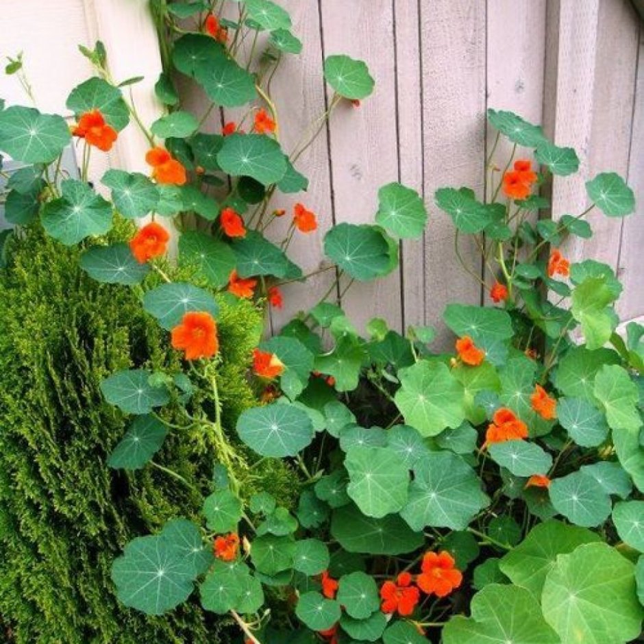 Ипомея тунбергия